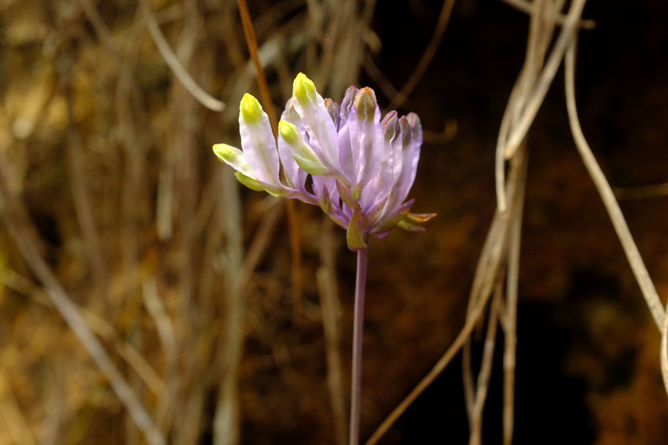 Erect Herbs Flowers { Burmannia Disticha }