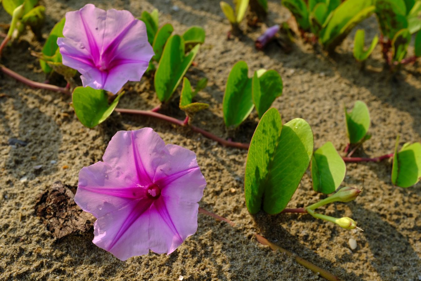 Coastal Morning Glory { Ipomaea Pes-caprae }