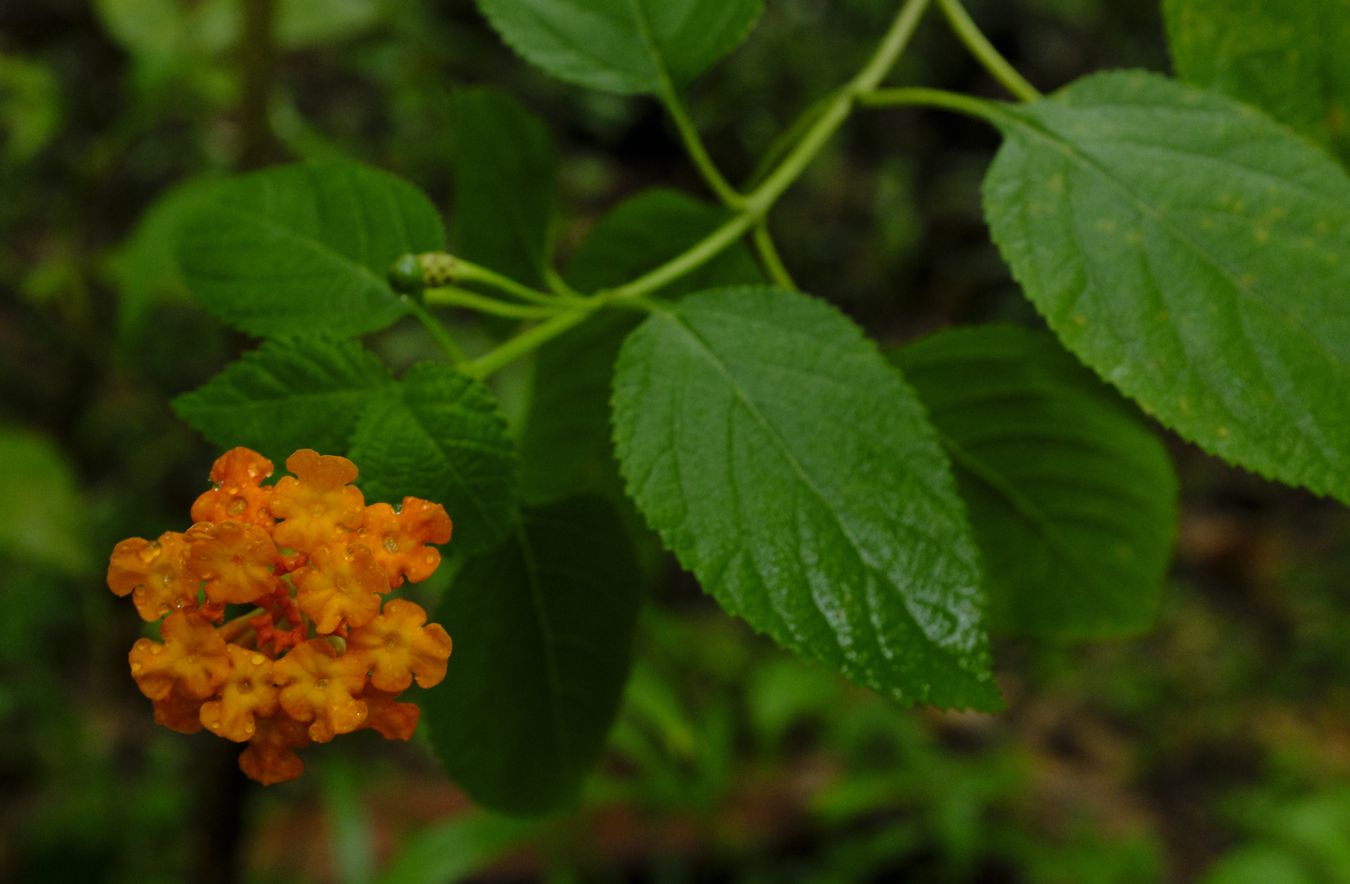 Verbena Flowering Plant { Lantana Camara }