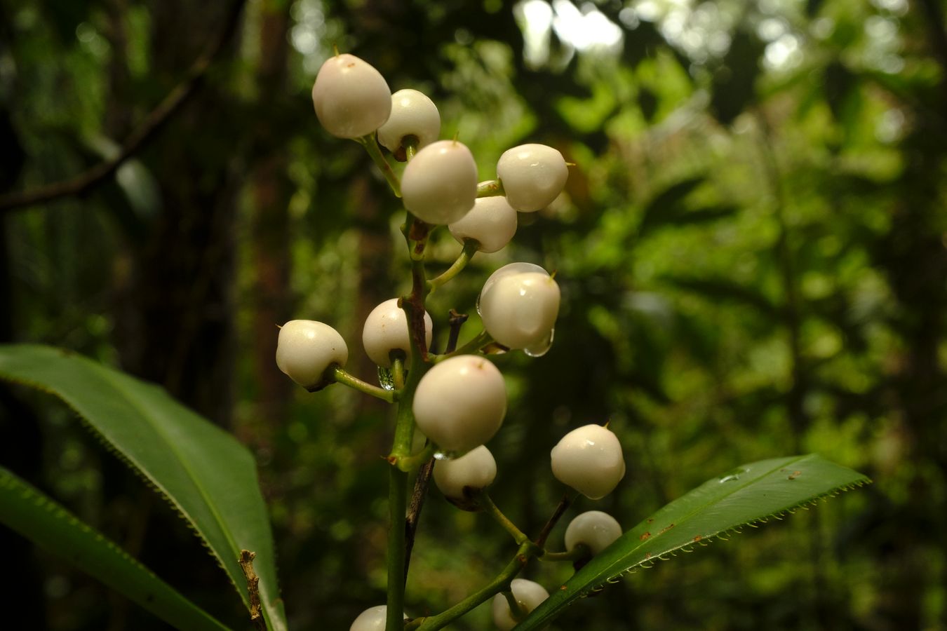 Spicate Eugenia Plant Fruit { Syzygium Zeylanicum }