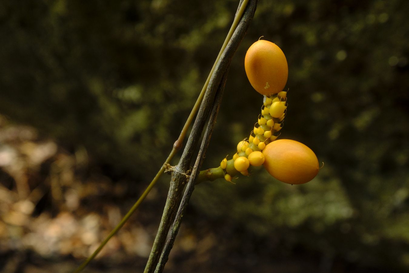 Unknow Plant Fruit