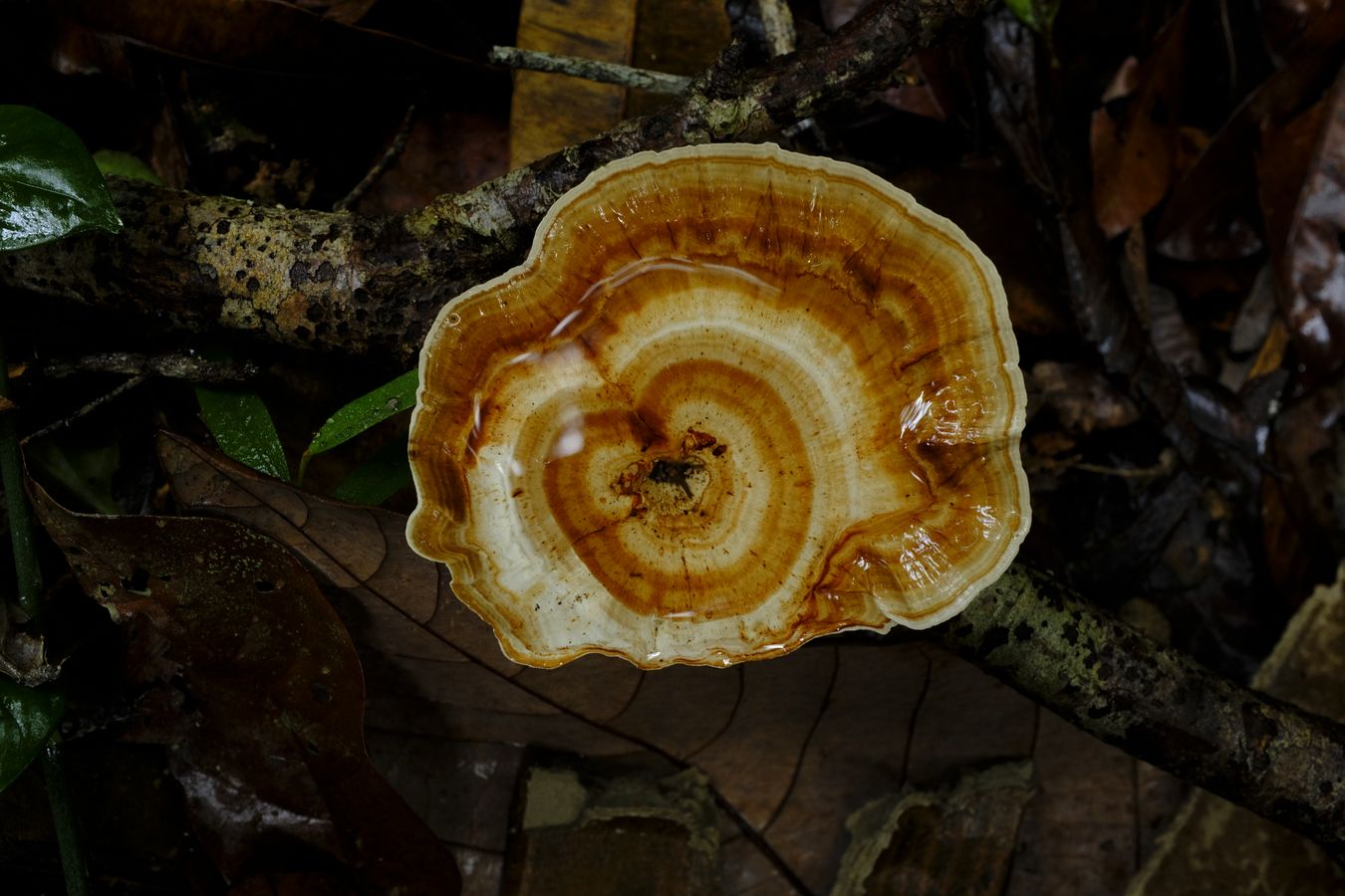 Yellow-footed Polypore Fungus { Microporus Xanthopus }