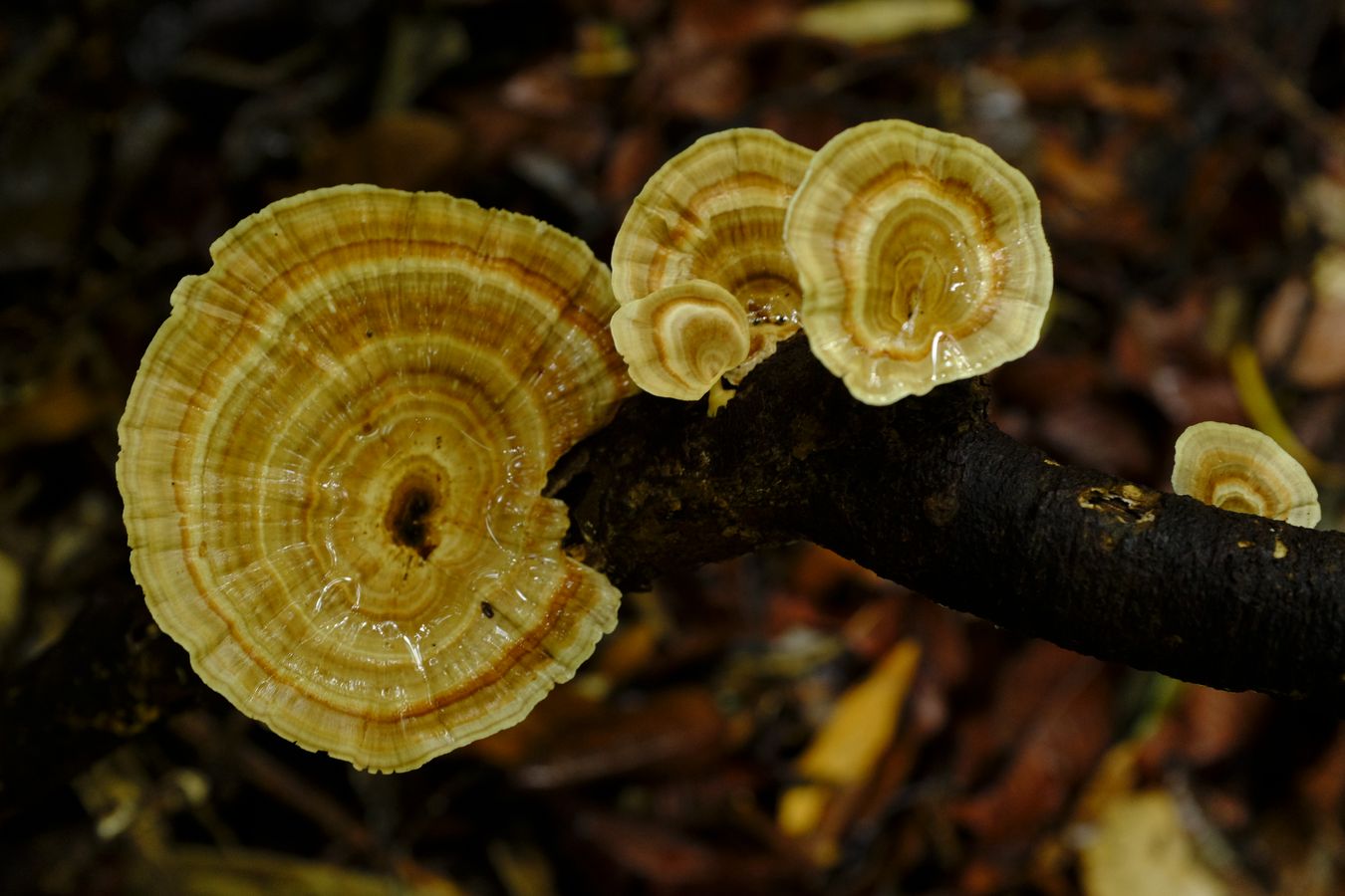 Tiger Eye Fungus { Coltricia Perennis }