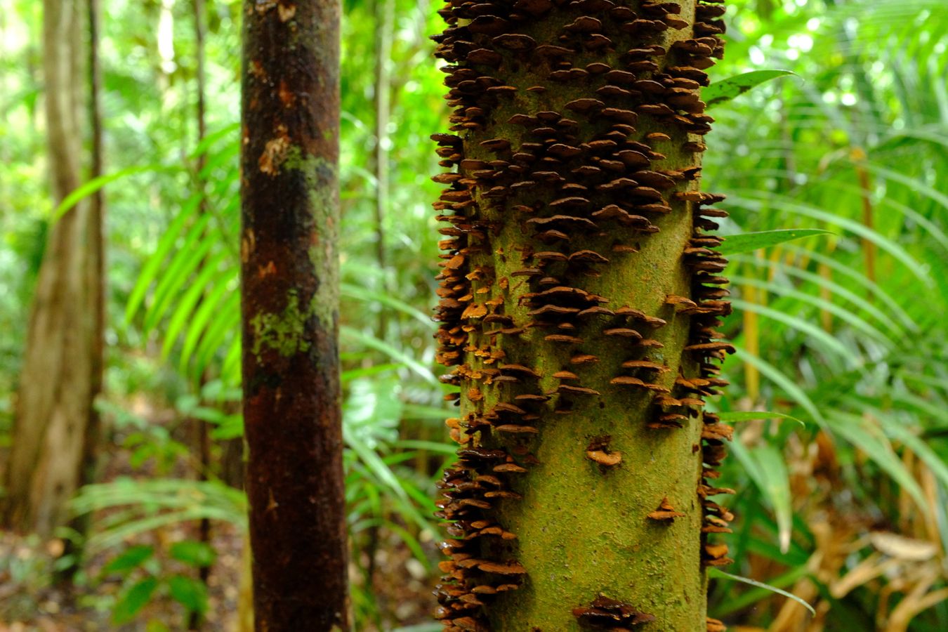 False Turkey Tail Fungus { Stereum }