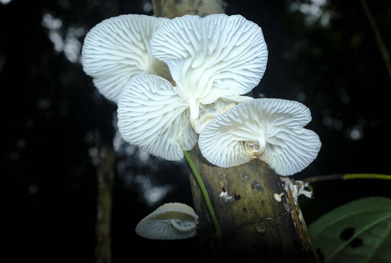 Marasmiellus Candidus Fungus