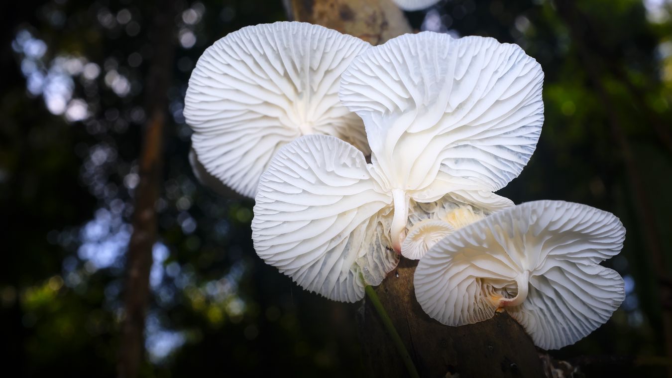 Marasmiellus Candidus Fungus