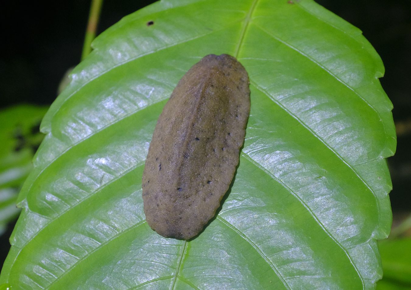 Leatherleaf Slug { Veronicella Cubensis }