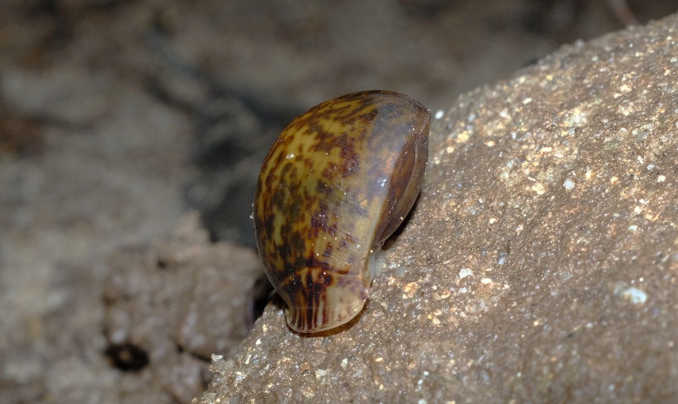 Unknow Cave Snail Gastropod