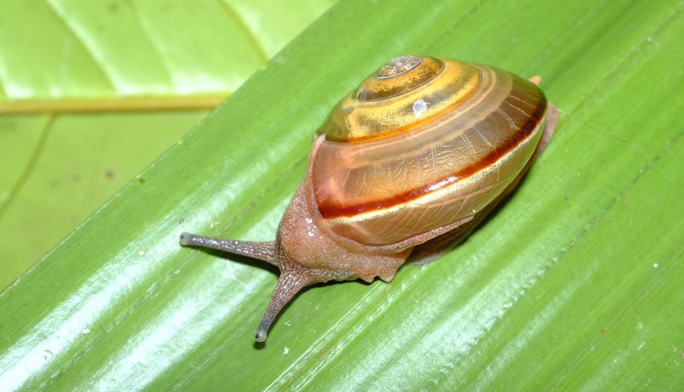 Ariophantid Snail { Vitrinula Glutinosa }