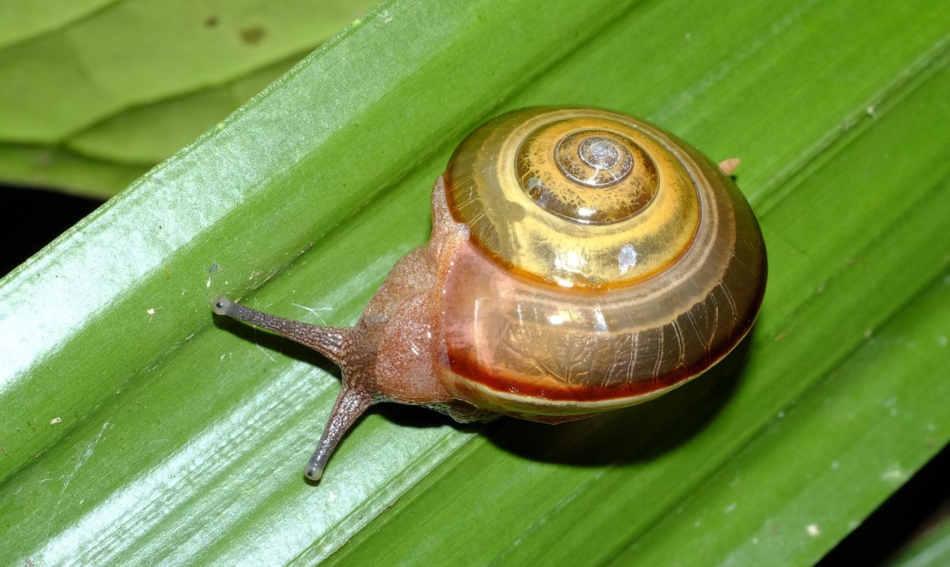 Ariophantid Snail { Vitrinula Glutinosa }