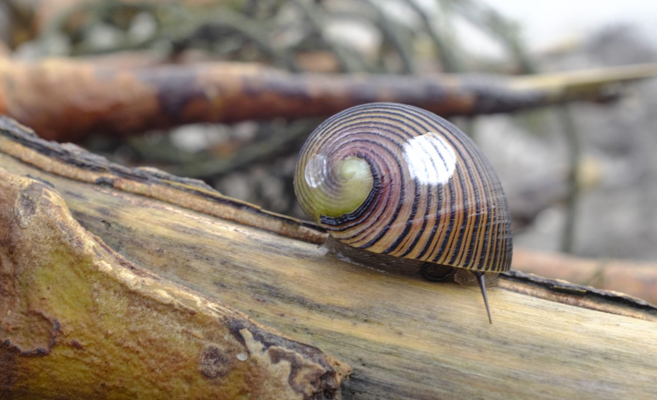 Sea Snail { Nerita Balteata }