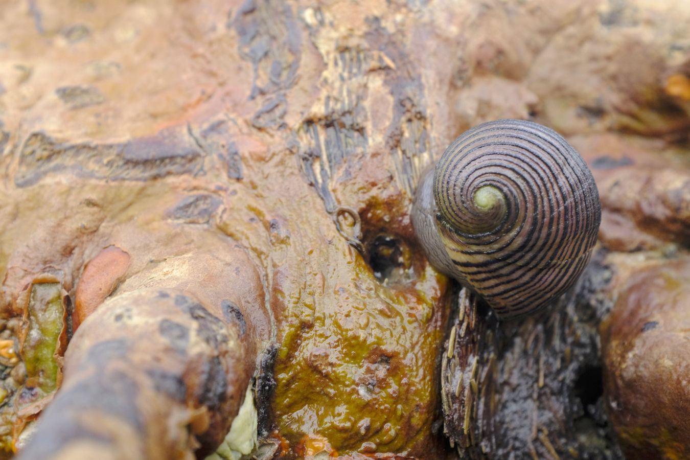 Sea Snail { Nerita Balteata }