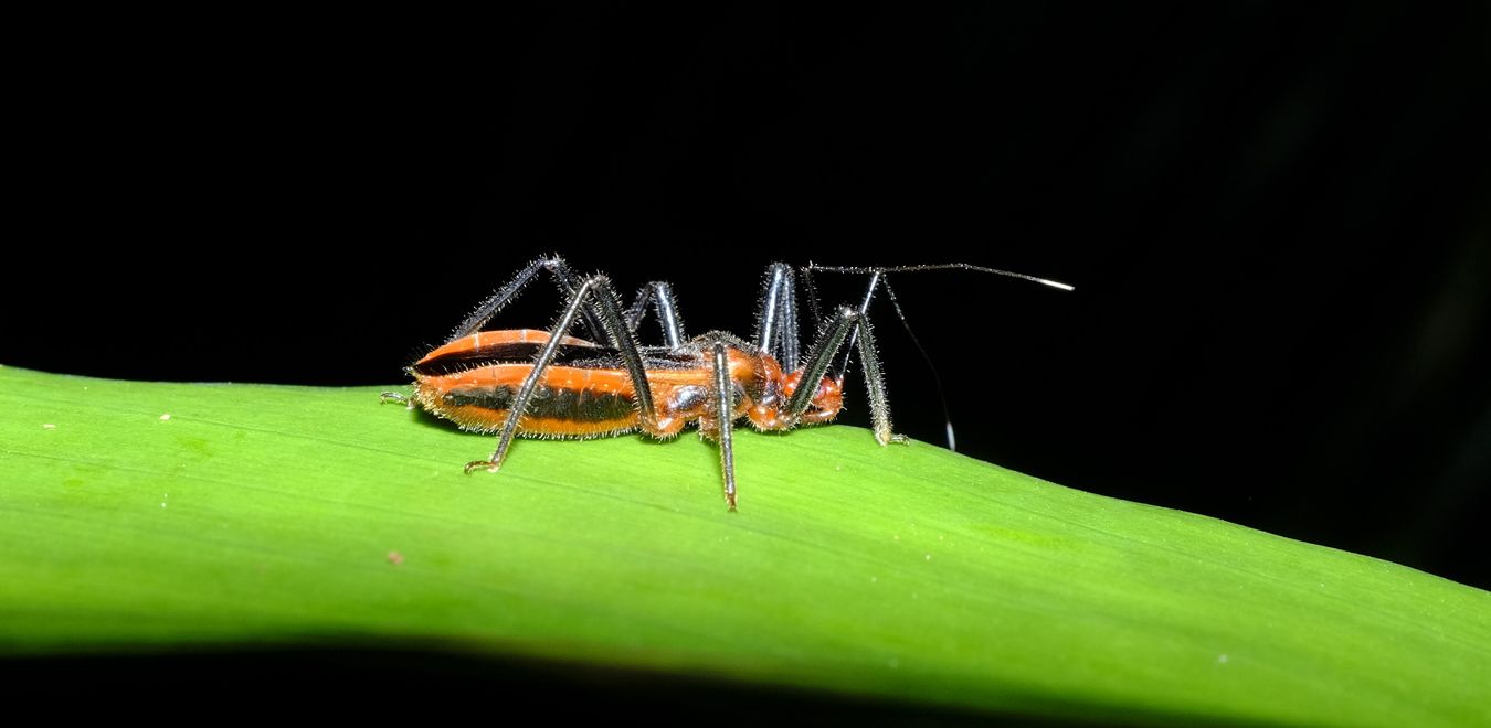 Assassin Bug { Hemiptera-Reduwiidae } Maybe Millipedes Assassin { Rhiginia Cinctiventris } 