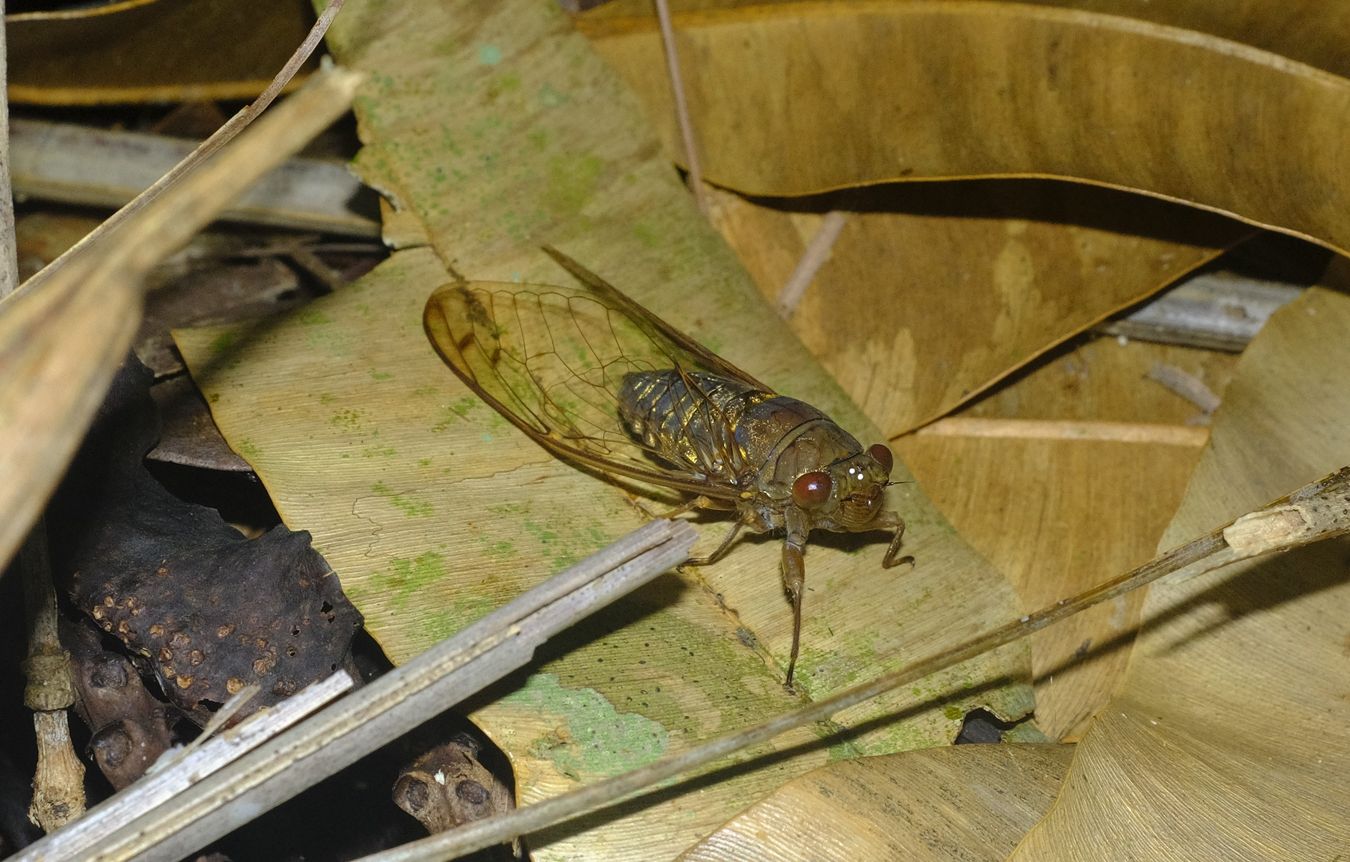 Cicada { Hemiptera-Cicadoidea } Probably Orientopsaltvia Agatha