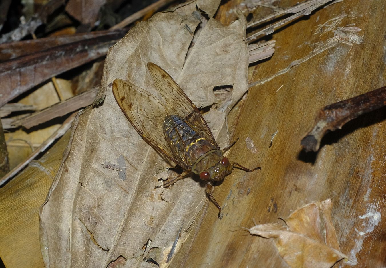 Cicada { Hemiptera-Cicadoidea } Probably Orientopsaltvia Agatha
