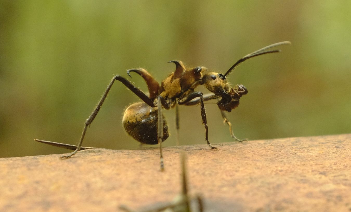 Fish Hook Ant { Polyrhachis Bihamata }with Pupa in the Jaw