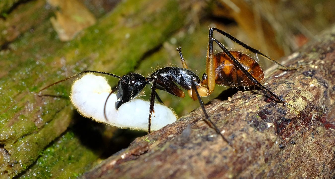 Giant Forest Ant { Dinomyrmex Gigas } with Pupae in Jaw