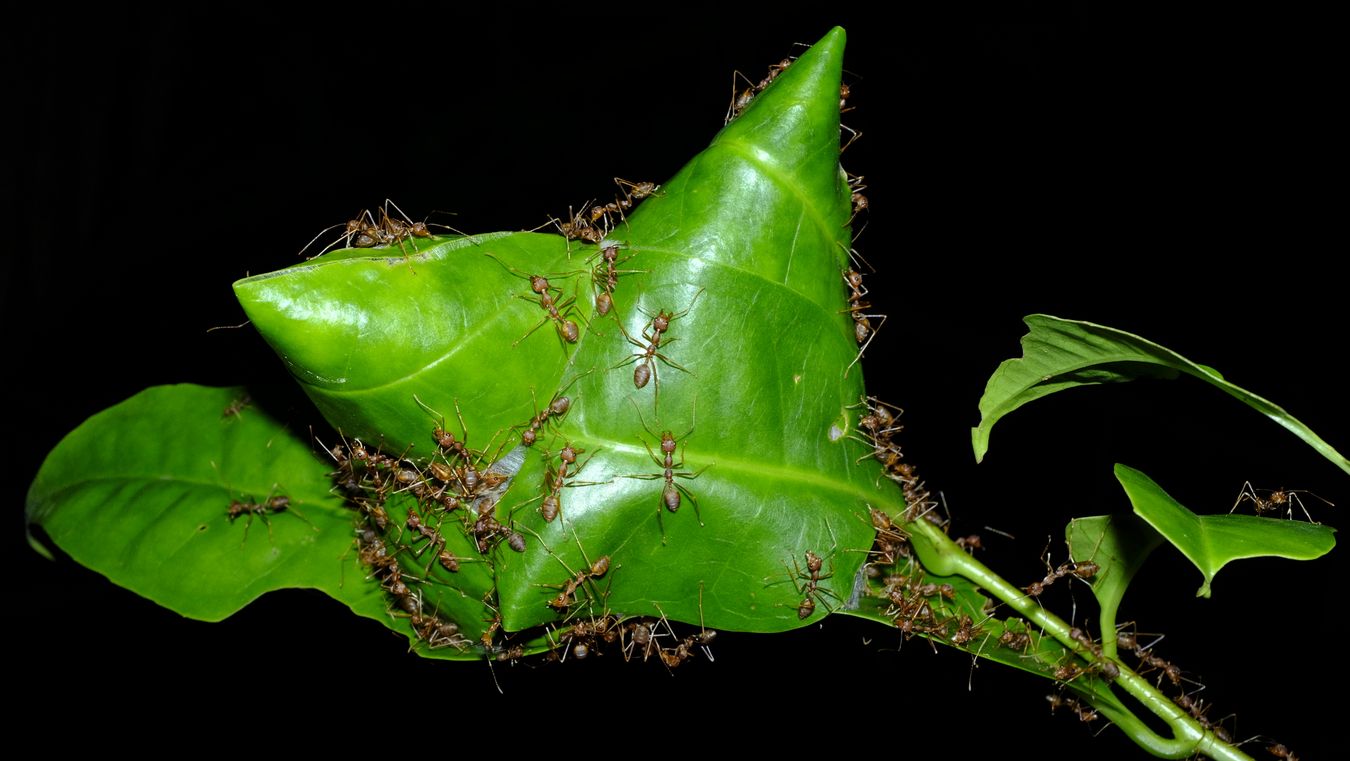 Asian Weaver Ant Colony Make a Nest { Oecophylla Smaragdina }