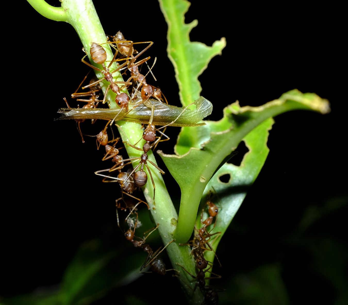 Asian Weaver Ant Group Transport a Termite Wing { Oecophylla Smaragdina }