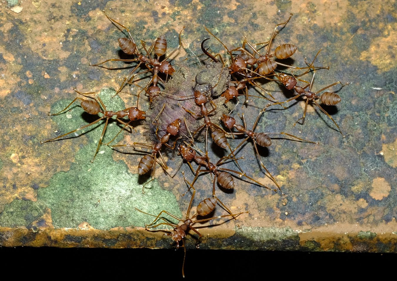 A Group of Asian Weaver Ant { Oecophylla Smaragdina } Carried a Antlion Larvae { Neuroptera Myrmelontidae }