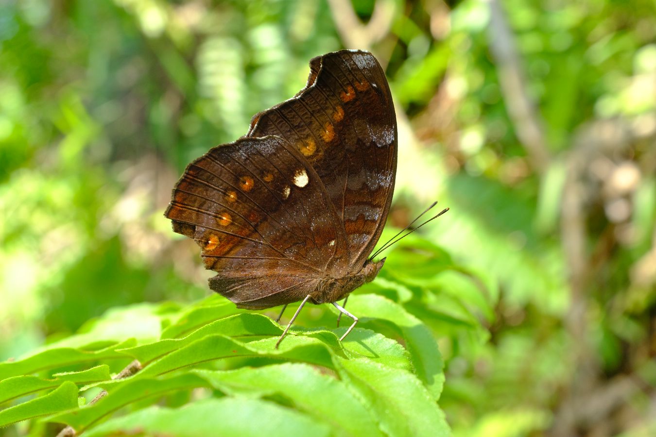 Unknow Butterfly Maybe Archdukes