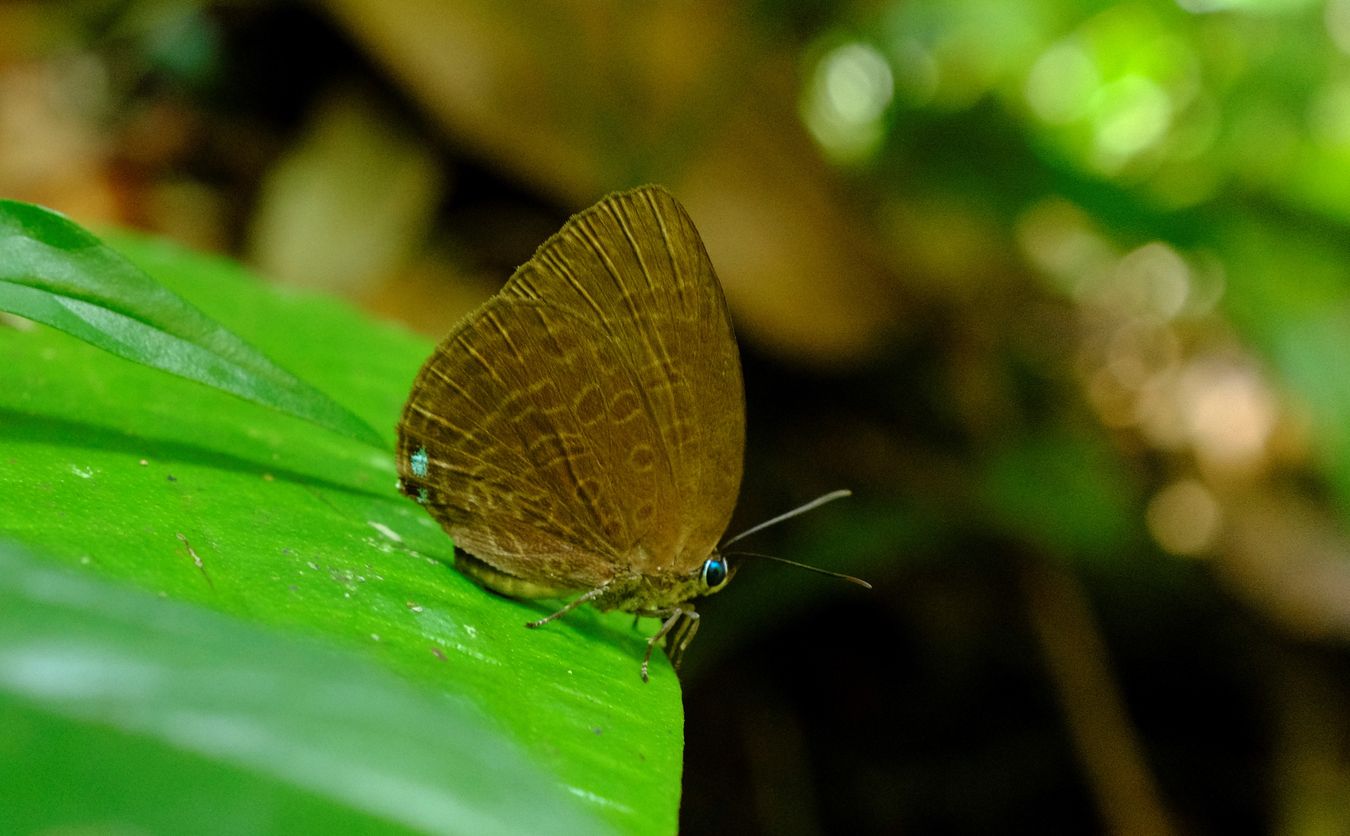 Broad Yellow Oakblue Butterfly { Arhopala Amphimuta }