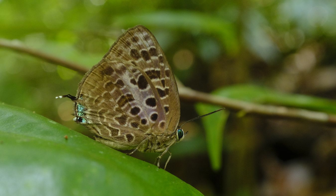 Magnificent Oakblue Butterfly { Arhopala Anarte Anarte }