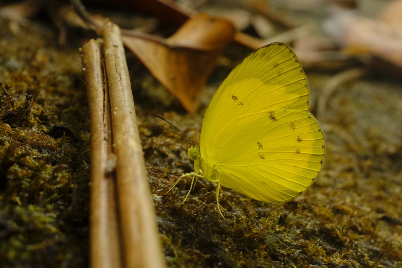 Malayan Grass Yellow Butterfly { Earema Nicevillei }
