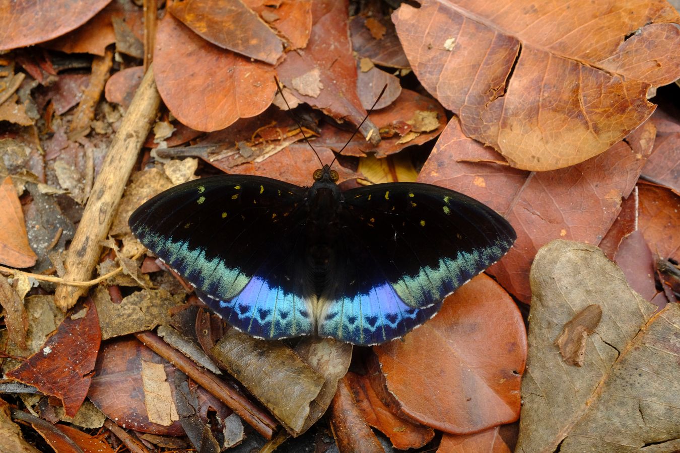 Common Archduke Butterfly { Lexias Pardalis }