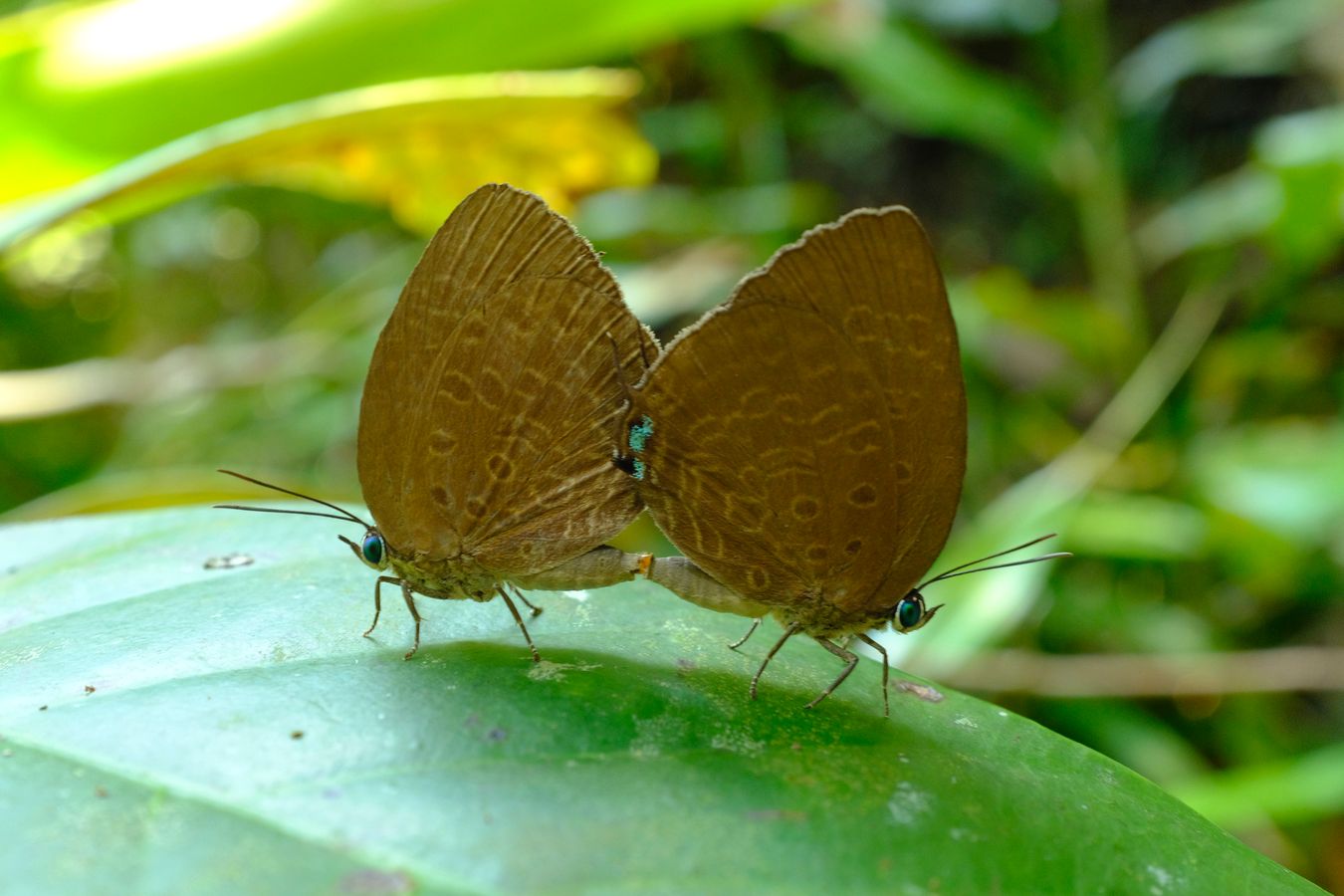 Broad Yellow Oakblue Mating { Arhopala Amghimuta }