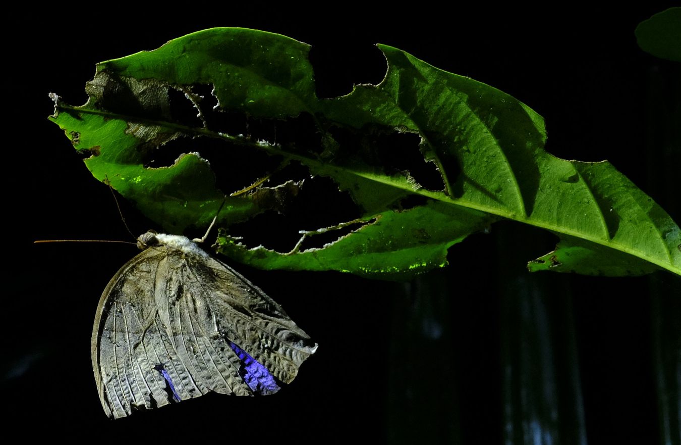 Unknow Moth Maybe Ischyja Genus