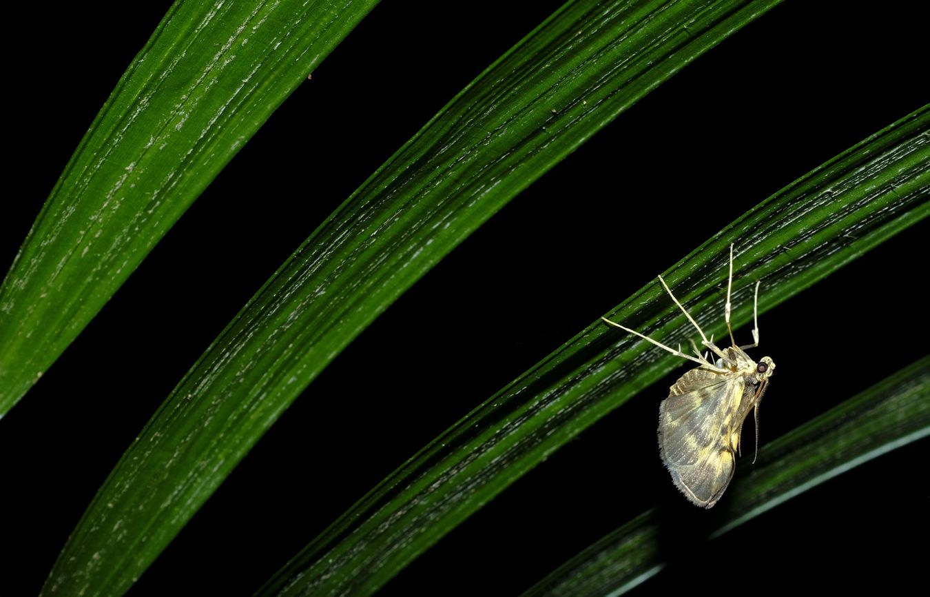 Unknown Moth