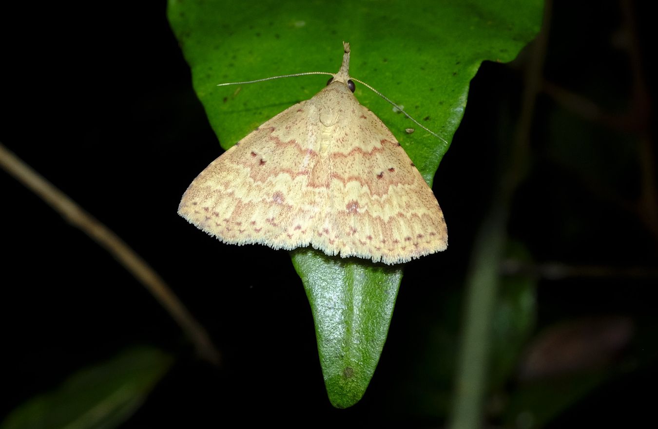 Metaphoenia Plagifera Moth