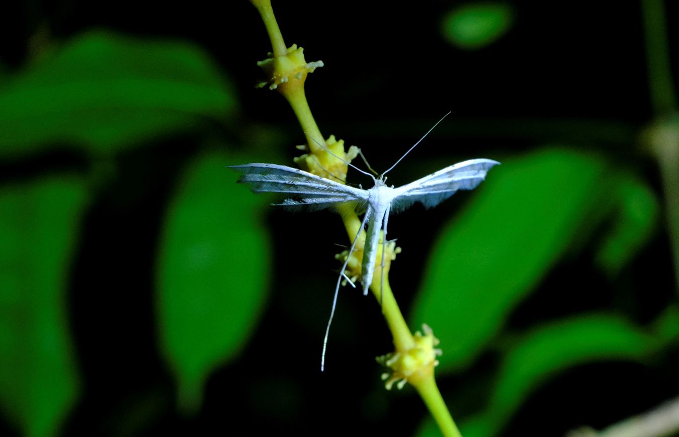 White Plume Moth { Pterophorus Pentadactyla }