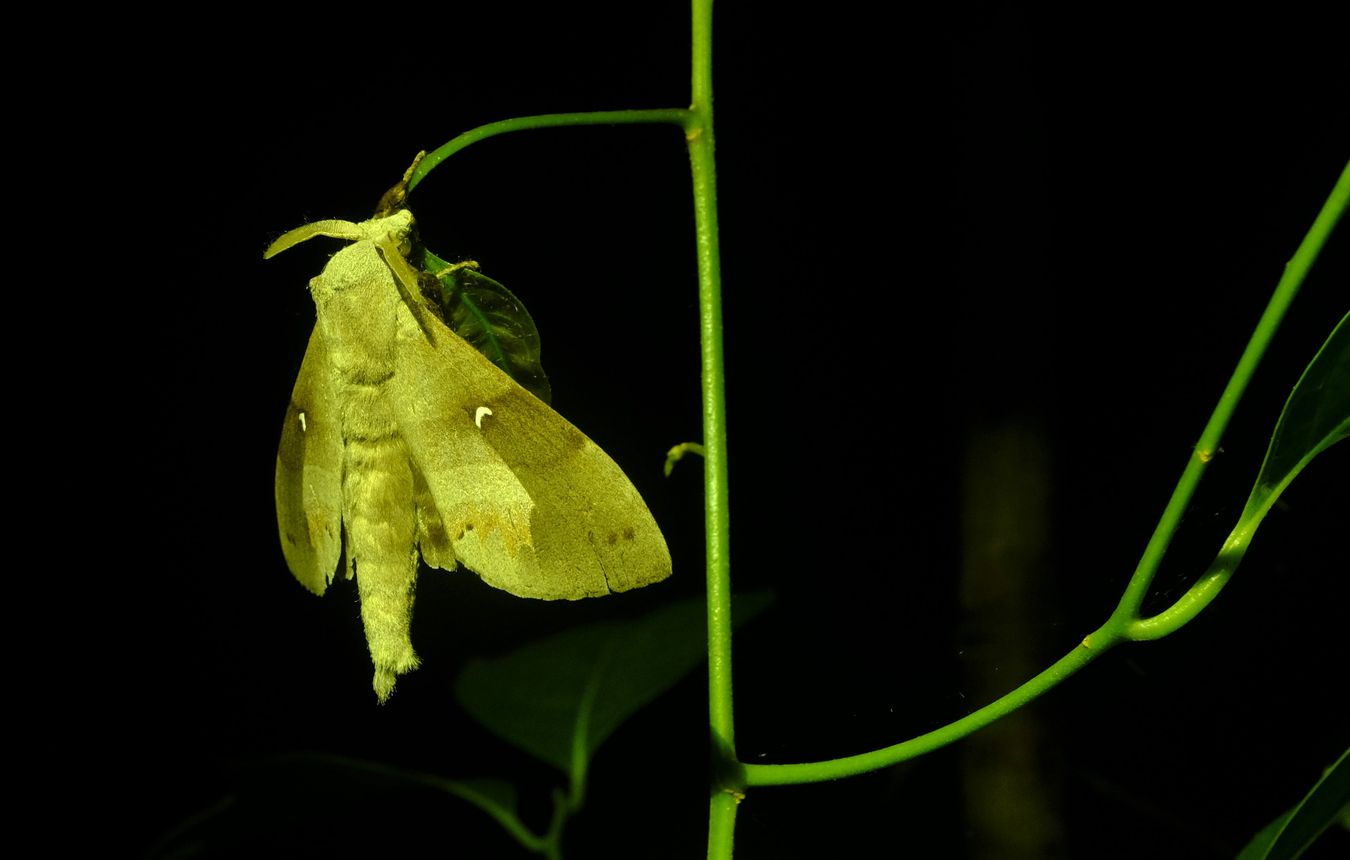 Vampire Moth { Calyptra Thalictri }