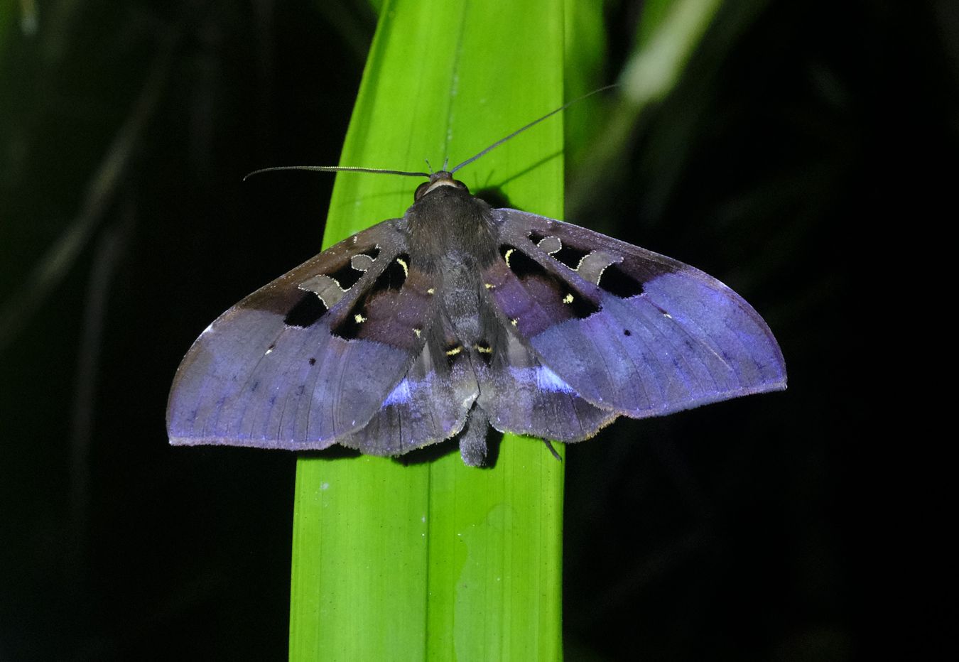 Unknown Moth Maybe Avatha Genus