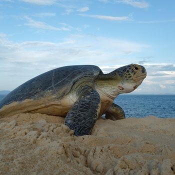 Save Ocean Turtle