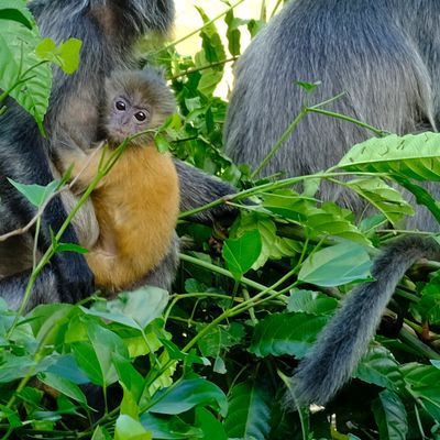 Silver Leaf Langur { Preybotis Cristata }