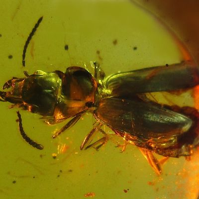 Coleoptera Passalidae