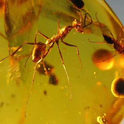 Pseudomyrmex Ant & Wasp