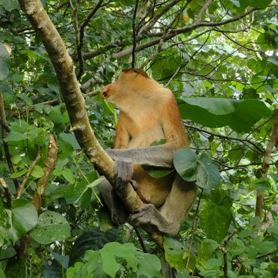 Proboscis Monkey { Nasalis Lavartus }