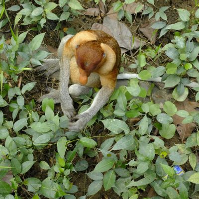 Proboscis Monkey { Nasalis Lavartus }