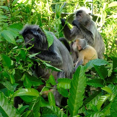 Silver Leaf Langur { Preybotis Cristata }