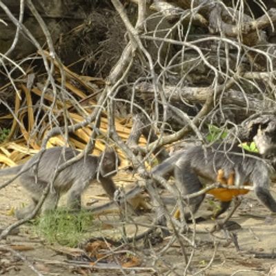 Silver Leaf Langur { Preybotis Cristata }