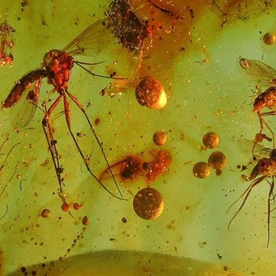 Menagerie: Diptera & Hymenoptera & Pholadidae