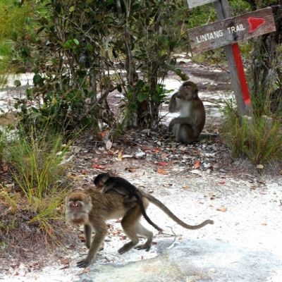Long Tailed Macaque { Macaca Fascicularis }