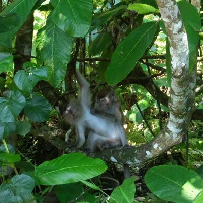 Long Tailed Macaque Deworming { Macaca Fascicularis } 