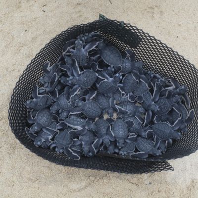 Dozens of recently hatched green turtles in an individual hatchery net.