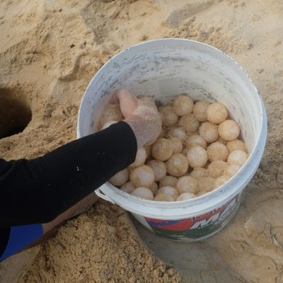 The ranger deposits the eggs recently taken from the place where the green turtle spawned and deposits them in a hole inside the hatchery.