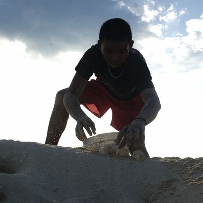 Boy apprentice ranger collects freshly dug up green turtle eggs early in the morning to transport them to the hatchery.